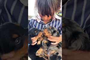 Cutest puppies playing with lovely kid #dog #trending #puppy #dogshorts #doglover #viralvideo #funny