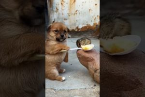 Cutest puppies with chicks 😍 💕 a beautiful moment ❤️ #501 #shorts #youtubeshorts #viral #viralvideo