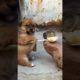 Cutest puppies with chicks 😍 💕 a beautiful moment ❤️ #501 #shorts #youtubeshorts #viral #viralvideo