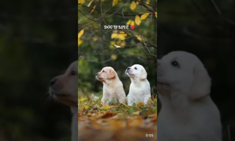 DOG IS LOVE ♥️ #dog #cute #puppies #shortvideo #trending #viral #shorts