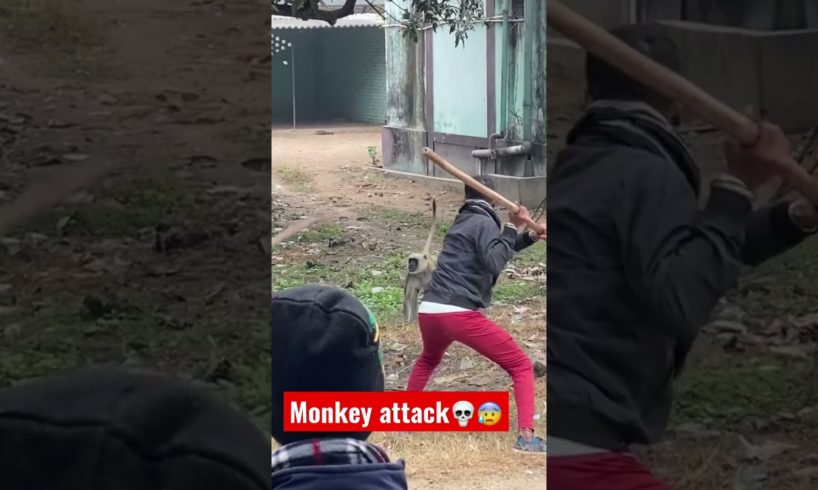 Dangerous monkey attack in village😨😰😱 #monkey #villagevlog #villagelife #attack #animals #danger