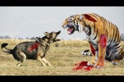 Discovery - Animals Fighting 🐯 Tiger VS 🦊 Fox Discovery Videos Discovery Channel #Shorts #Discovery