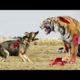 Discovery - Animals Fighting 🐯 Tiger VS 🦊 Fox  Discovery Videos Discovery Channel #Shorts #Discovery