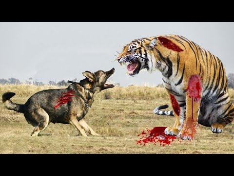 Discovery - Animals Fighting 🐯 Tiger VS 🦊 Fox  Discovery Videos Discovery Channel #Shorts #Discovery