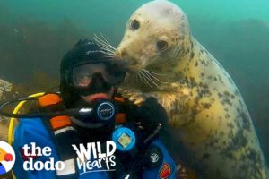 Diver's Been Playing With Wild Seals For 20 Years | The Dodo Wild Hearts