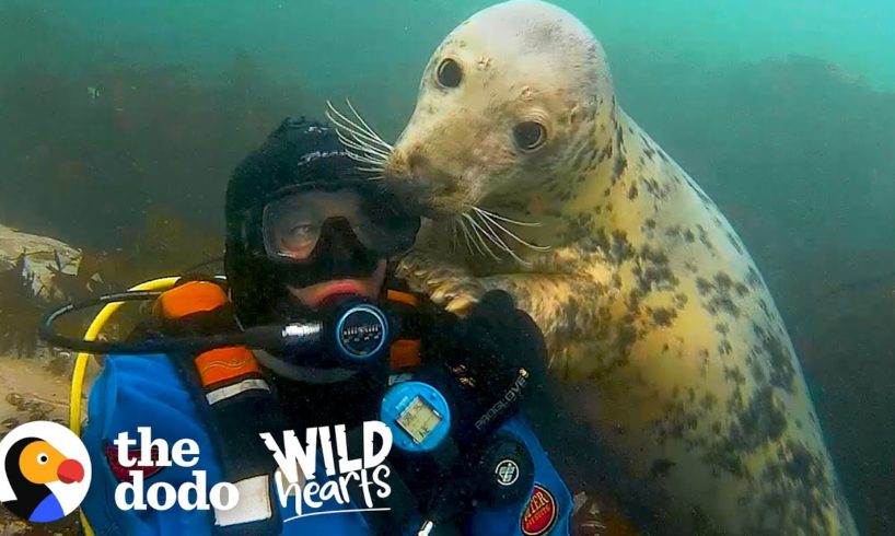 Diver's Been Playing With Wild Seals For 20 Years | The Dodo Wild Hearts