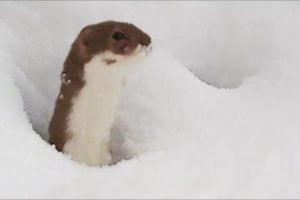 Do Animals Enjoy Playing in Snow? Winter Wildlife Facts + Q&A | Discover Wildlife | Robert E Fuller