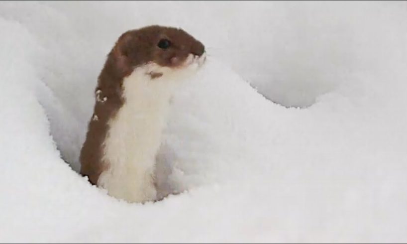 Do Animals Enjoy Playing in Snow? Winter Wildlife Facts + Q&A | Discover Wildlife | Robert E Fuller