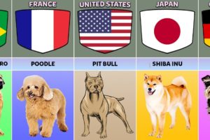 Dog Breeds From Different Countries