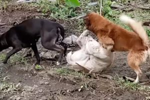 Dog Fighting while Stuck the other dog