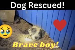 Dog Rescued by TV News Crew after Texas Tornado #animals #dog #rescue