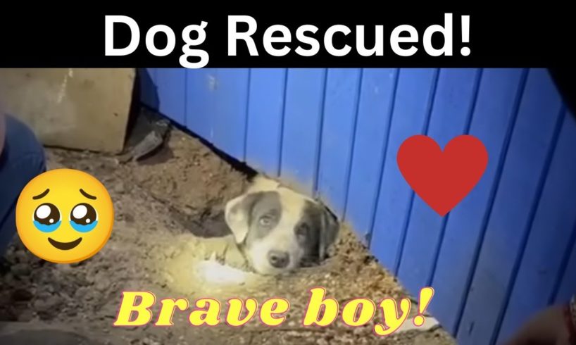 Dog Rescued by TV News Crew after Texas Tornado #animals #dog #rescue