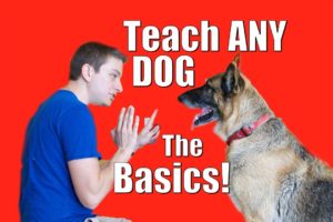 Dog Training 101: How to Train ANY DOG the Basics