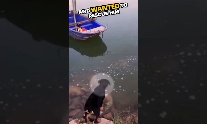 ⚠️ Dog rescues his best friend 💛
