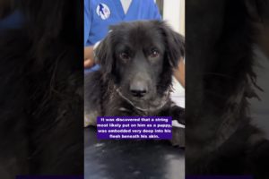 Dog was found suffering from string embedded around his neck