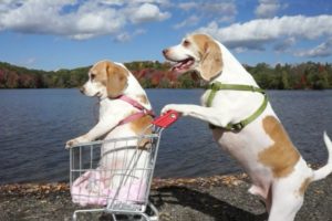 Dogs' Epic Shopping Cart Voyage: Funny Dogs Maymo & Penny