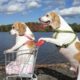 Dogs' Epic Shopping Cart Voyage: Funny Dogs Maymo & Penny