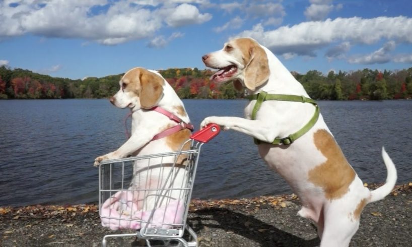 Dogs' Epic Shopping Cart Voyage: Funny Dogs Maymo & Penny