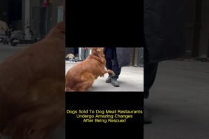Dogs Sold To Dog Meat Restaurants Undergo Amazing Changes After Being Rescued