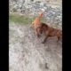 Dogs fierce fighting #viral #trending #dog #viralvideo #dangerous #adventure #best #beautiful