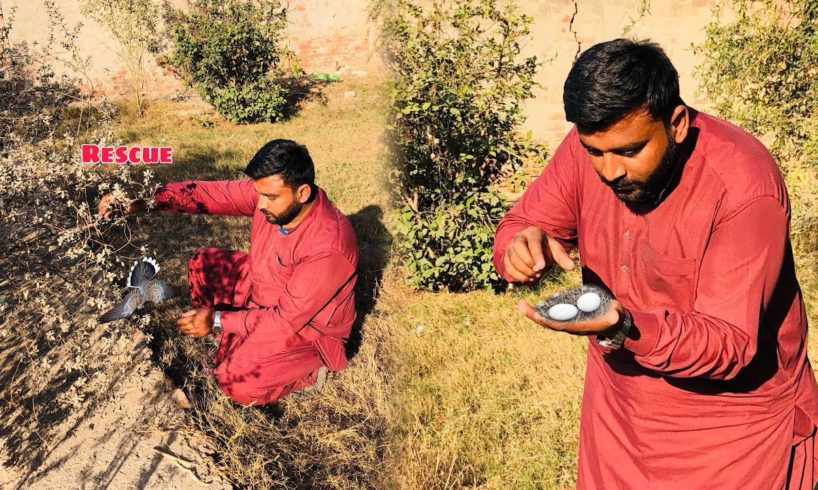 Dove ko Rescue kar Liya π|| eggs bhe mily π―||Dihat Main Ronak