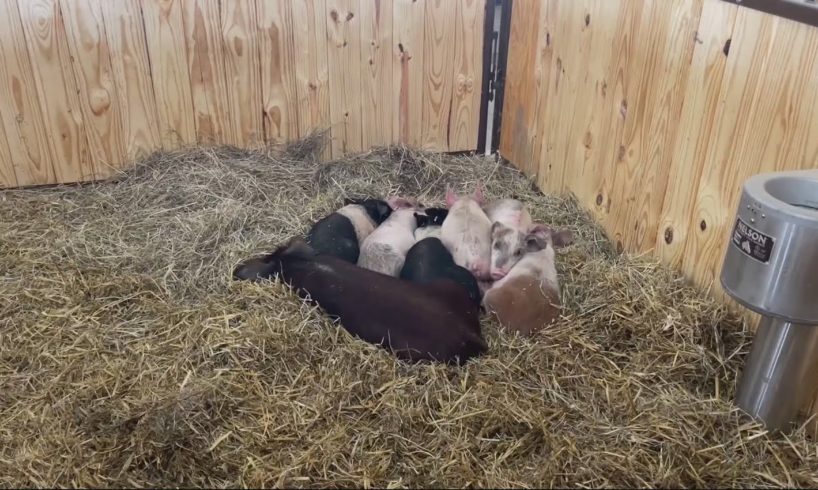 Dozens of starved farm animals rescued in eastern Iowa