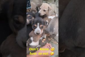 Eating biscuits 😋 for first time.#shorts #viral #cute #puppies #animals #pets #dog #viralvideo