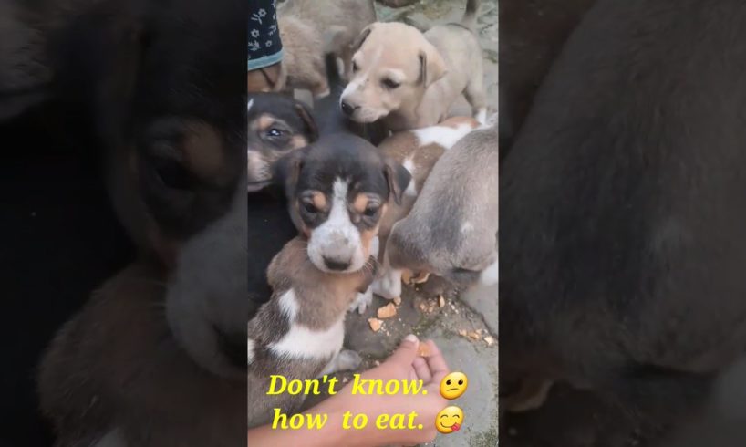 Eating biscuits 😋 for first time.#shorts #viral #cute #puppies #animals #pets #dog #viralvideo