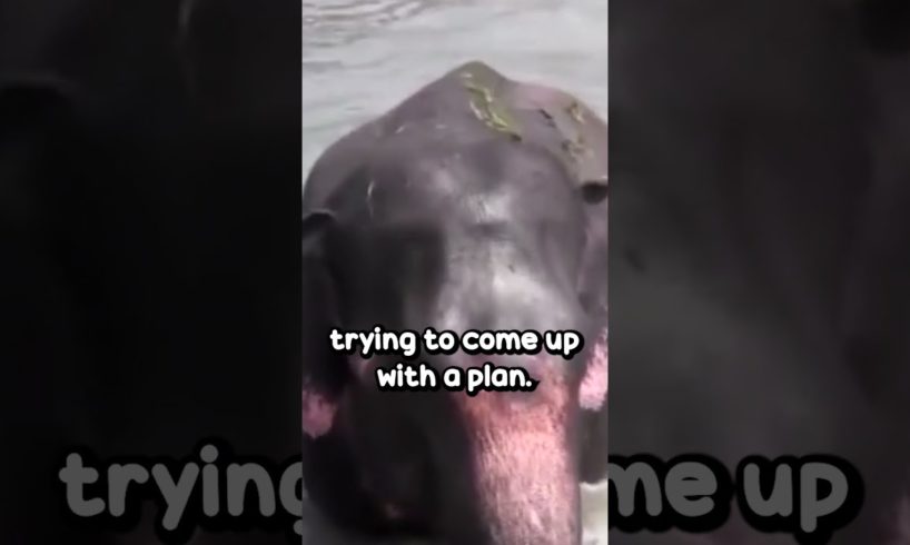 Elephant Gets Rescued From Drowning In A canal #shorts