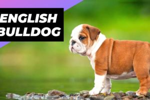 English Bulldog 🐶 One Of The Laziest Dog Breeds In The World #shorts