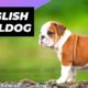 English Bulldog 🐶 One Of The Laziest Dog Breeds In The World #shorts