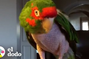 Este loro gruñón se vuelve muy amigable con su mamá nueva | El Dodo