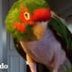 Este loro gruñón se vuelve muy amigable con su mamá nueva | El Dodo