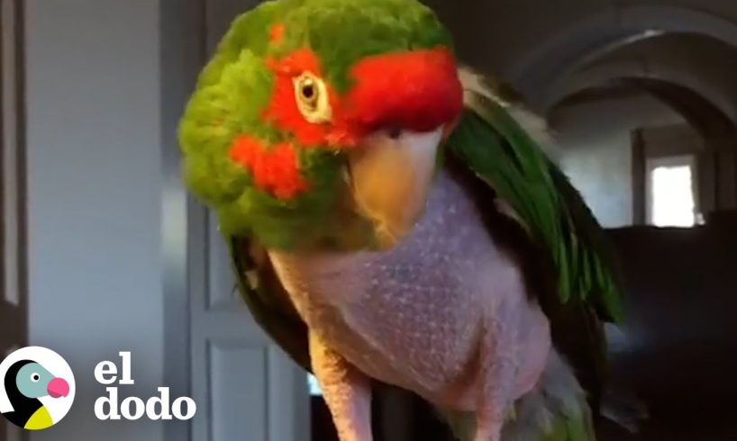 Este loro gruñón se vuelve muy amigable con su mamá nueva | El Dodo