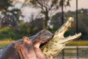 Extreme Fights Hippo vs Crocodile, Wild Animals Attack