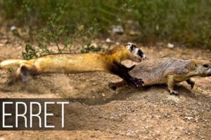 FERRET in Action! Facts about Fast and agile Ferret terrifies snakes, rabbits and squirrels