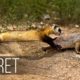 FERRET in Action! Facts about Fast and agile Ferret terrifies snakes, rabbits and squirrels