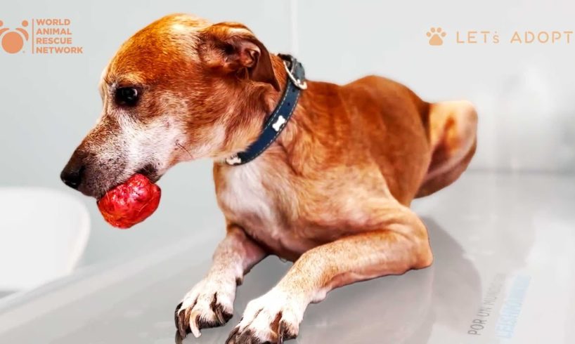 Family Emotionally Destroyed By Dog's Mouth Tumor Is Healed By Viktor Larkhill Extreme Dog Rescue