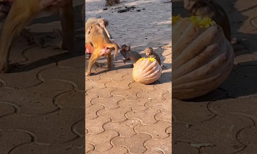 Female Monkey Fight in a Village #fight#monkey #animals #monkeyvideo #bandar #shorts #viral