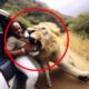 Fight Until Last Breath! Craziest Animal Fights Caught on Camera