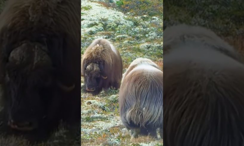 Fight between cows #wildlife #animals #viral #shorts #cow