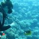 Fish Loves To Greet His Favorite Diver And Bring Her Gifts | The Dodo Soulmates