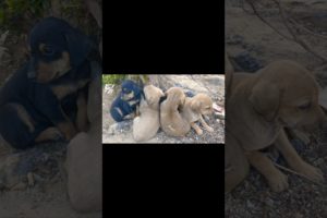 Five little cute puppies. #puppy #dog