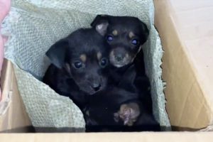 Four Puppies Lost Their Mother, Homeless, And No One Could Adopt Them, But A Man Rescued Them