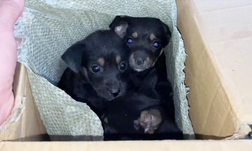 Four Puppies Lost Their Mother, Homeless, And No One Could Adopt Them, But A Man Rescued Them