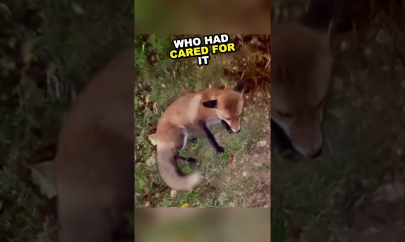 Fox, grateful for rescue, returns to say thanks ❤️
