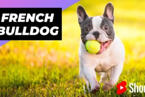 French Bulldog 🐶 One Of The Smallest Dog Breeds In The World #shorts