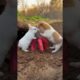 Friendship / puppy and rabbit . A beautiful moment #283 - #shorts