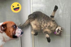 Funniest Cats And Dogs Videos 😁 - Best Funny Animal Videos 2023 🥰