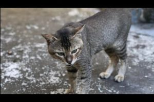 Funny Cat Playing with each other animals